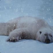Icebear - steam id 76561197970954832