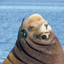 chiefsealion