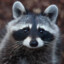 NuttyRaccoon4