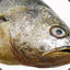 魚77