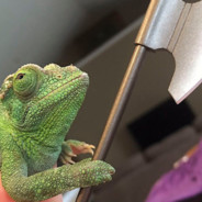 Chameleon!c