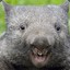 Walter the Wombat