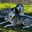 husky life