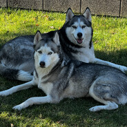 husky life