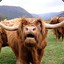 Scottish Cow