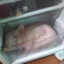 en la viaja de la marmota