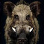 Drooling Feral hog 2