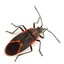 Bug.Sonarette💞
