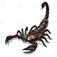 scorpion-shop.com.br