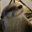 Otter_Power