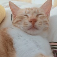 赛博大猫