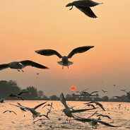 欲买桂花同载酒