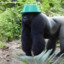 メmonkeyね