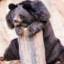 Asian Black Bear