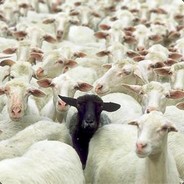 爱国敬业诚信友善