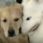 石航宇实名台球打不过