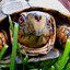 EviLL-Turtle