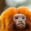 Yellow Rainforest Operative's avatar