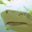 LemonShark