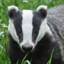 badger252