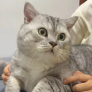 清蒸雪梨龟苓膏