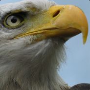 H0wNeD-GP | §|*Arg0*| [NoR]