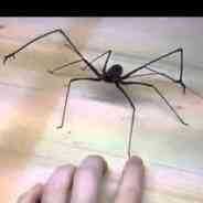 chill it's just a spider