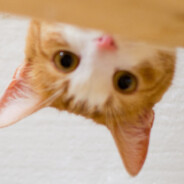 兄弟们死一死吧