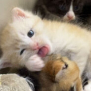 今晚我一定早睡