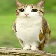 [p.s] MEOWL