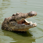 Jungle Crocodile