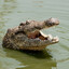 Jungle Crocodile