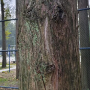 大马猴的好朋友二狗