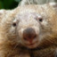 WOMBAT