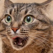 二黑是只萌猫猫