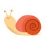 snail