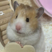 <size="70">糕子大厨</size>