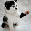 Adolf Kitler