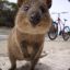 QuokkaSlayer