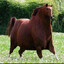 Chestnut Enjoyer
