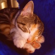 ^3[^0To^1de^3s]^0eichel