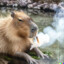 capybara