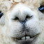 Alpaca