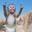 monkeyman