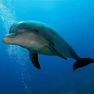 shallowdolphin