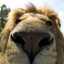 LION_TREE
