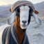 Taliban Goat