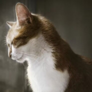 Let nature take its course