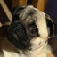 BettyPug