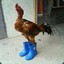 PoulePouli